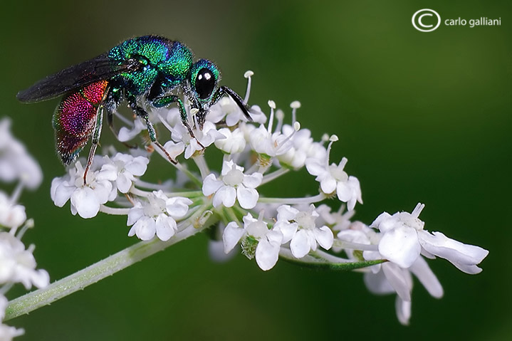 Chrysis coloratissima